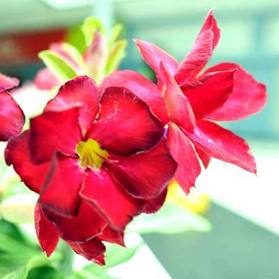 Adenium Desert Rose Pink - FloraStore