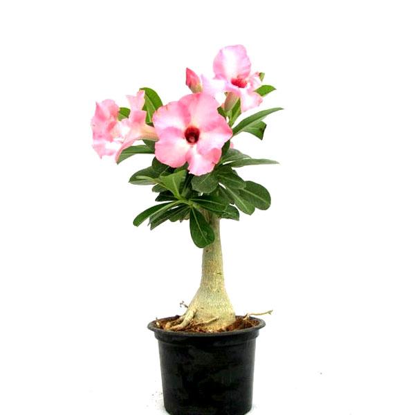 Pink Lip Desert Rose Plant (adenium obesum in 3×2″ Square) – Kens  Philodendrons